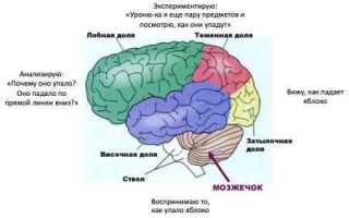 Где находятся мозги на приоре